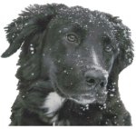 (image for) Watching the Snow Fall